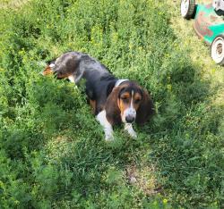 Lost Female Dog last seen Critter Way and Beane , Moxee, WA 98936