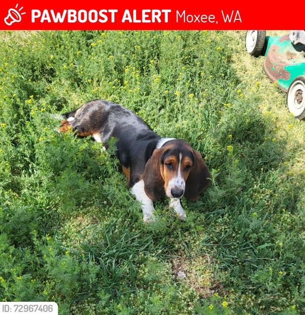 Lost Female Dog last seen Critter Way and Beane , Moxee, WA 98936