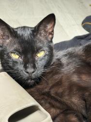 Lost Male Cat last seen Lilac, Valley Center, CA 92082