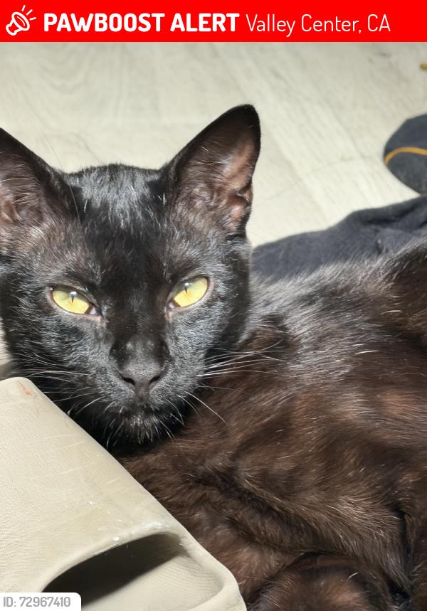 Lost Male Cat last seen Lilac, Valley Center, CA 92082