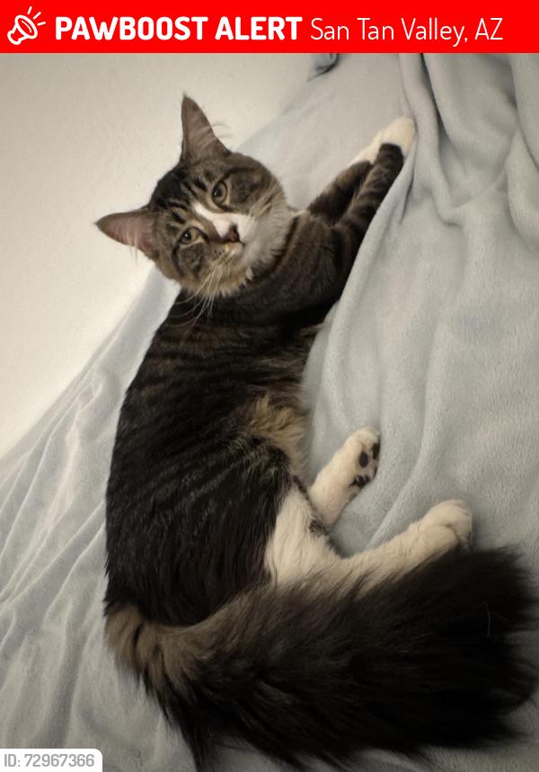 Lost Male Cat last seen E Azara Drive, San Tan Valley, 85140 , San Tan Valley, AZ 85143