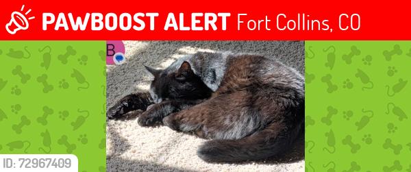 Lost Male Cat last seen Lady Moon and Muskrat Creek, Fort Collins, CO 80528