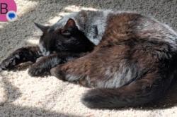 Lost Male Cat last seen Lady Moon and Muskrat Creek, Fort Collins, CO 80528