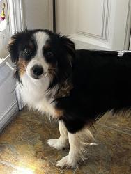 Lost Male Dog last seen Near the construction, New Braunfels, TX 78132