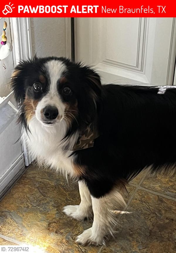 Lost Male Dog last seen Near the construction, New Braunfels, TX 78132