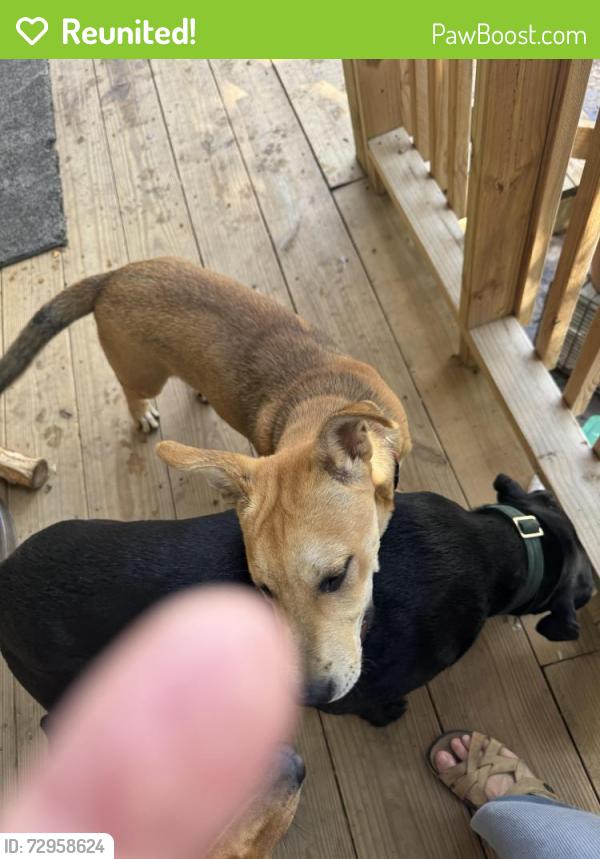 Reunited Male Dog last seen MacArthur and hydraulic, Wichita, KS 67216