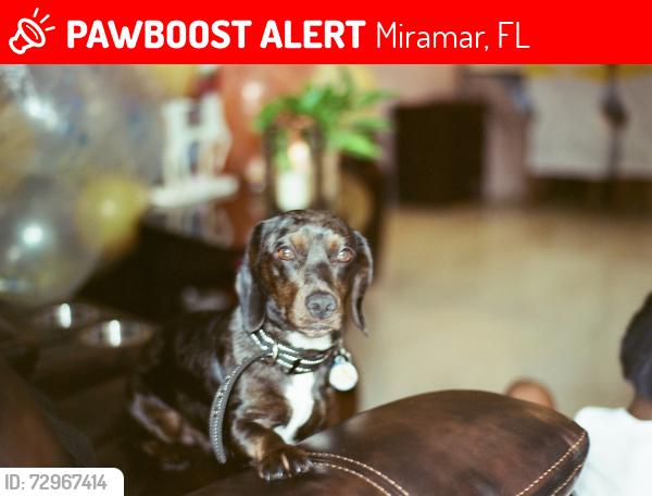 Lost Male Dog last seen Miramar elementary , Miramar, FL 33023