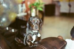 Lost Male Dog last seen Miramar elementary , Miramar, FL 33023