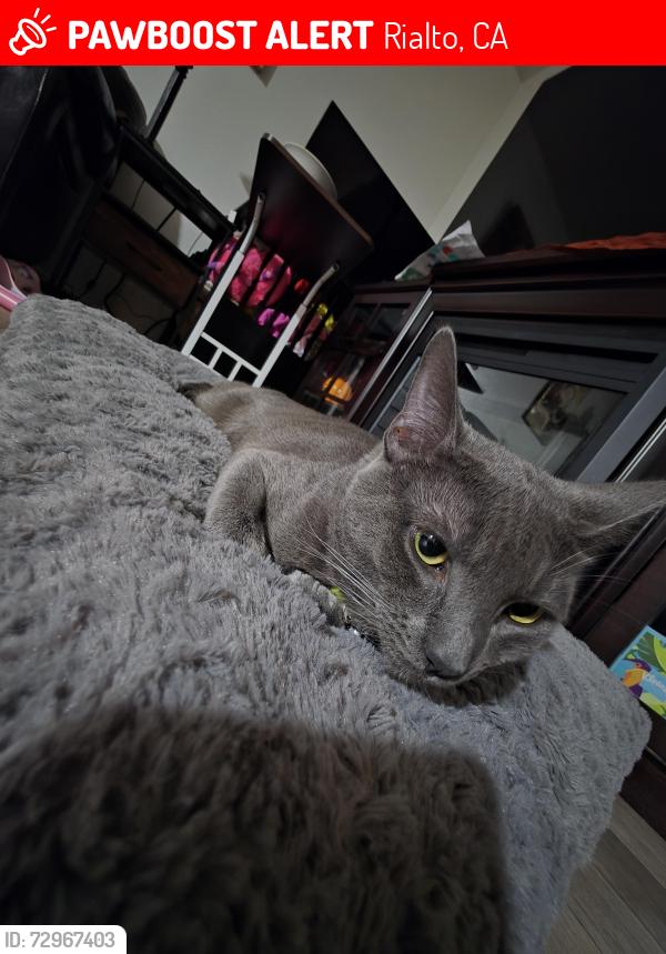 Lost Male Cat last seen Last by club royal Club Royale 380 N Linden Ave,, Rialto, CA 92376