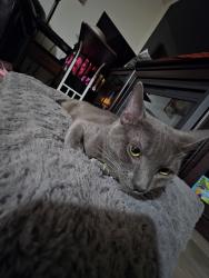 Lost Male Cat last seen Last by club royal Club Royale 380 N Linden Ave,, Rialto, CA 92376