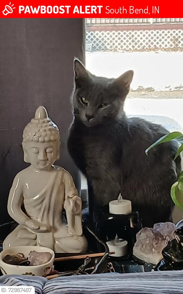 Lost Female Cat last seen Huron st, South Bend, IN 46628