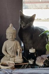 Lost Female Cat last seen Huron st, South Bend, IN 46628
