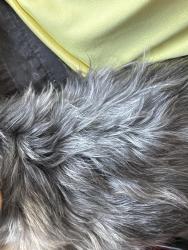 Reunited Male Dog last seen Campbell ranch ave, Enterprise, NV 89179