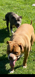 Reunited Unknown Dog last seen Yokley Road, Lexington, NC, Davidson County, NC 27374