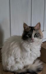 Lost Female Cat last seen Shawnee Dr, Chillicothe, OH 45601