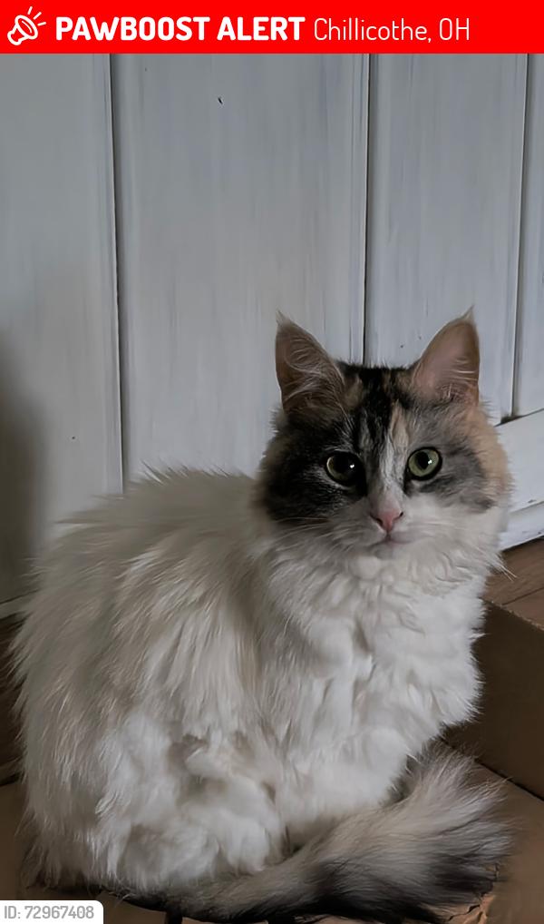 Lost Female Cat last seen Shawnee Dr, Chillicothe, OH 45601