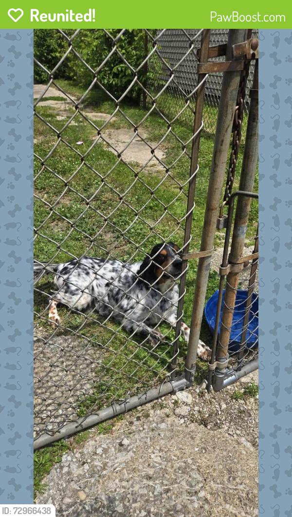 Reunited Male Dog last seen Near Crehore St, Lorain, OH 44052, USA, Lorain, OH 44052