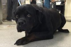 Shelter Stray Female Dog last seen Near BLOCK IOWA AVE, RIVERSIDE, CA, Jurupa Valley, CA 92509