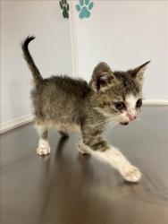 Shelter Stray Unknown Cat last seen Near BLOCK W PAWNEE AVE, WICHITA KS 67213, Wichita, KS 67219