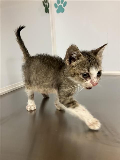 Shelter Stray Unknown Cat last seen Near BLOCK W PAWNEE AVE, WICHITA KS 67213, Wichita, KS 67219