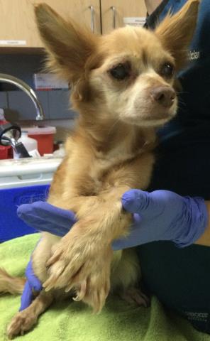 Shelter Stray Female Dog last seen Near BLOCK QUAIL CALL DR, MORENO VALLEY CA 92557, Jurupa Valley, CA 92509