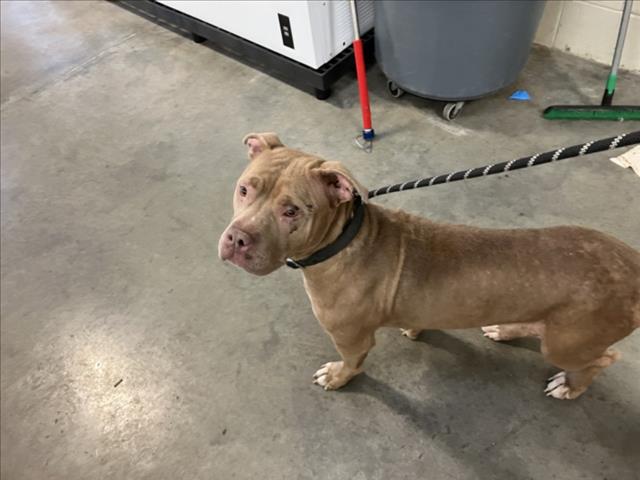 Shelter Stray Female Dog last seen Near BLOCK E REGENTS LN, WICHITA KS 67208, Wichita, KS 67219