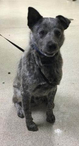 Shelter Stray Male Dog last seen Near BLOCK NANCY WAY RIVERSIDE CA 92503, Jurupa Valley, CA 92509