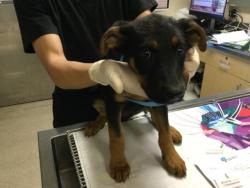 Shelter Stray Female Dog last seen Near BLOCK MISSION BLVD, JURUPA VALLEY CA 92509, Jurupa Valley, CA 92509