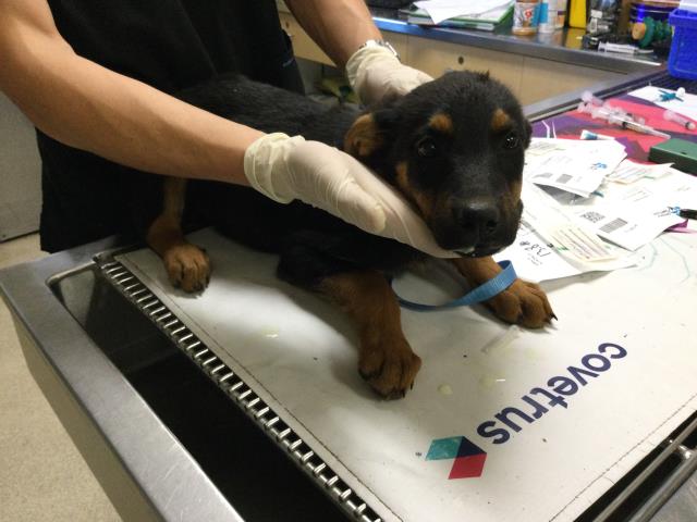 Shelter Stray Female Dog last seen Near BLOCK MISSION BLVD, JURUPA VALLEY CA 92509, Jurupa Valley, CA 92509