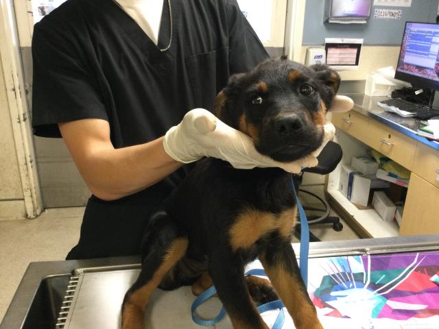 Shelter Stray Female Dog last seen Near BLOCK MISSION BLVD, JURUPA VALLEY CA 92509, Jurupa Valley, CA 92509