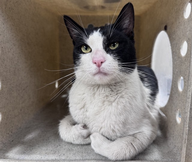 Shelter Stray Male Cat last seen , Quartz Hill, CA 93536