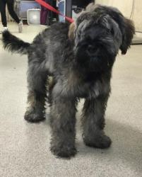 Shelter Stray Male Dog last seen MORTON X PALA FOXIA, Jurupa Valley, CA 92509