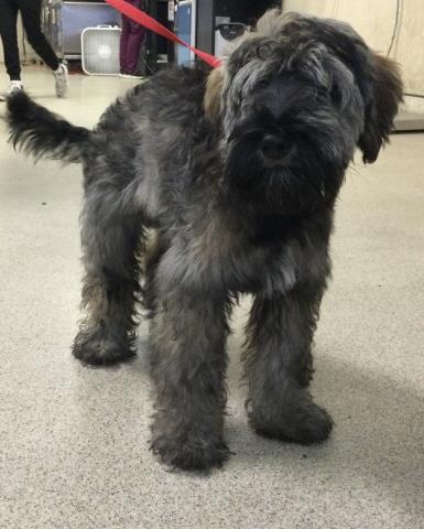 Shelter Stray Male Dog last seen MORTON X PALA FOXIA, Jurupa Valley, CA 92509