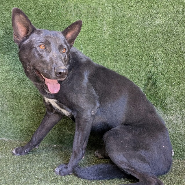 Shelter Stray Male Dog last seen , Quartz Hill, CA 93536