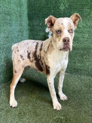Shelter Stray Male Dog last seen , Quartz Hill, CA 93536