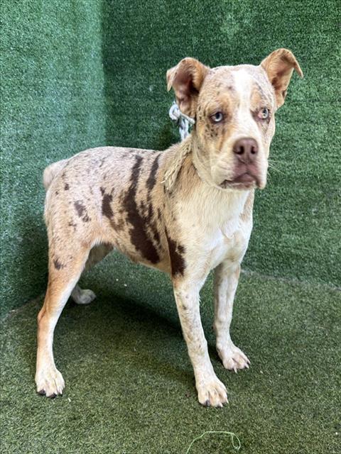 Shelter Stray Male Dog last seen , Quartz Hill, CA 93536