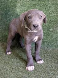 Shelter Stray Male Dog last seen , Quartz Hill, CA 93536