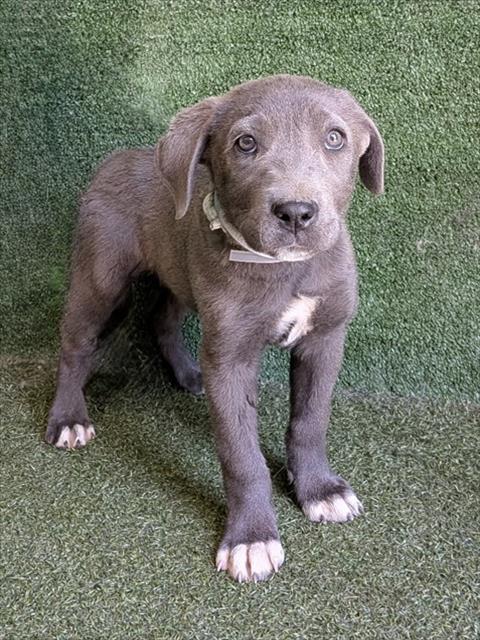 Shelter Stray Male Dog last seen , Quartz Hill, CA 93536