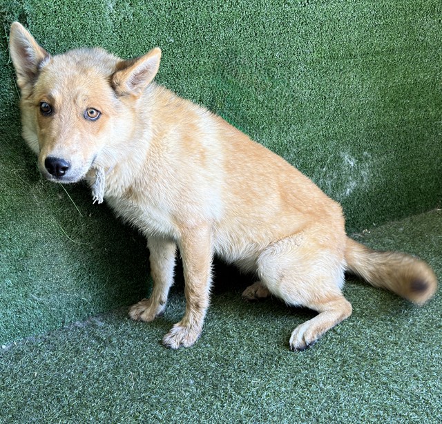 Shelter Stray Female Dog last seen , Quartz Hill, CA 93536