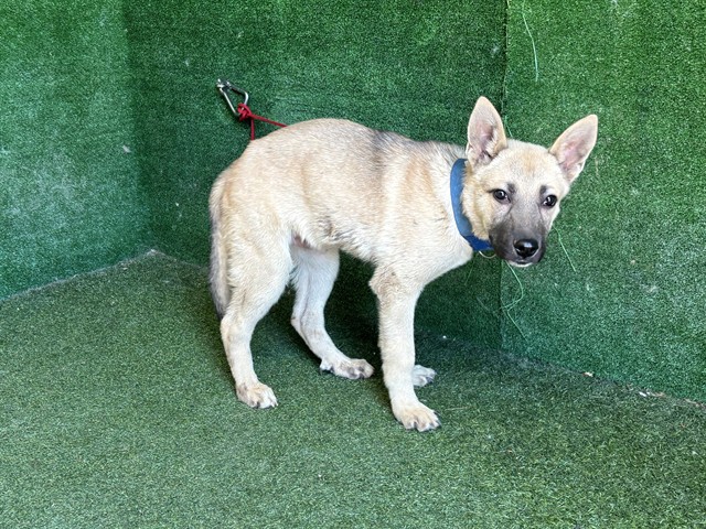 Shelter Stray Male Dog last seen , Quartz Hill, CA 93536