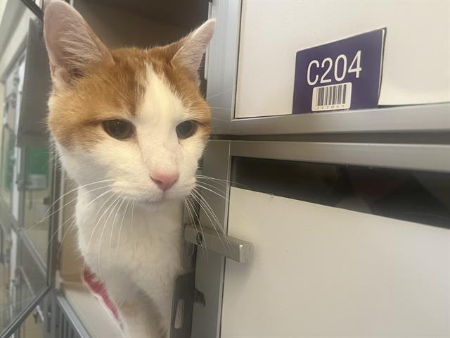 Shelter Stray Male Cat last seen Near BLOCK LARIMER ST, DENVER CO 80202, Denver, CO 80223