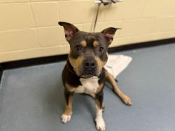 Shelter Stray Male Dog last seen Near BLOCK E EVANS AVE, DENVER CO 80224, Denver, CO 80223