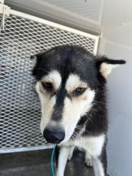 Shelter Stray Female Dog last seen Near BLOCK CAMINO LA JOLLA, LAMONT CA 93241, Bakersfield, CA 93308