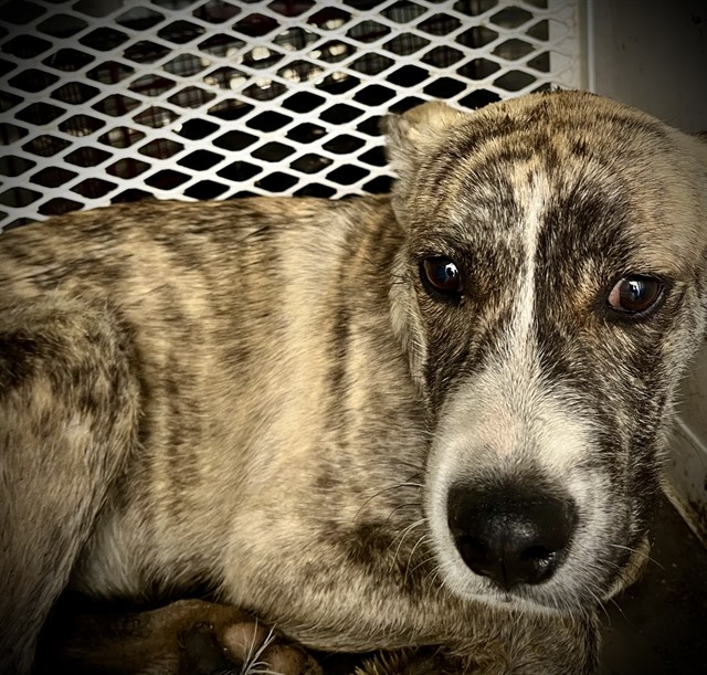 Shelter Stray Female Dog last seen Near BLOCK PANAMA RD, LAMONT CA 93241, Bakersfield, CA 93308