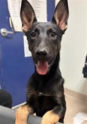 Shelter Stray Female Dog last seen Near BLOCK NILES ST, BAKERSFIELD CA 93305, Bakersfield, CA 93308