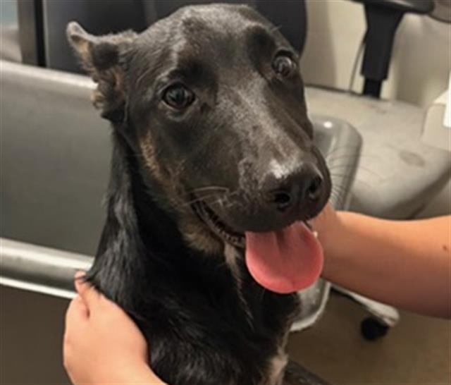 Shelter Stray Female Dog last seen Near BLOCK NILES ST, BAKERSFIELD CA 93305, Bakersfield, CA 93308