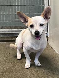 Shelter Stray Male Dog last seen Near BLOCK OGLESBY AVE, Jacksonville, FL 32204