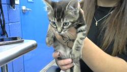 Shelter Stray Male Cat last seen Near BLOCK MORRIS ST NE, Albuquerque, NM 87112