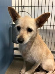 Shelter Stray Female Dog last seen Near BLOCK OGLESBY AVE, Jacksonville, FL 32204