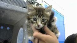 Shelter Stray Female Cat last seen Near BLOCK MORRIS ST NE, Albuquerque, NM 87112